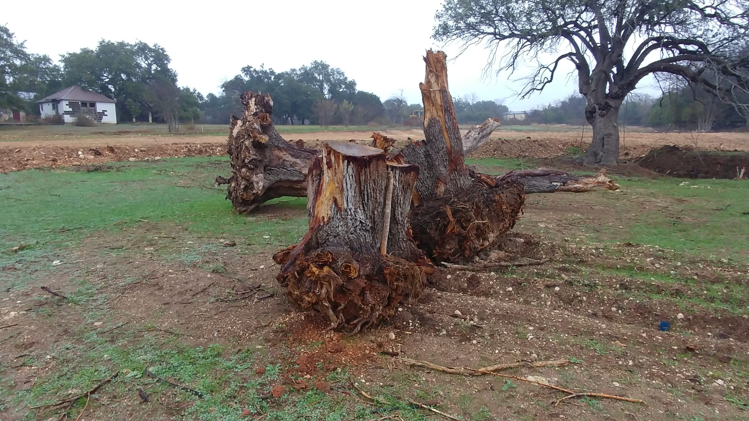 The Tree Police Won’t Like This One Bit… – The Original Lampasshole